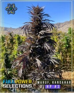 Maruf, Kandahar, HP #3 (Regular) - Indian Landrace Exchange