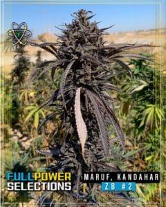 Maruf, Kandahar, ZB #2 (Regular) (space) Indian Landrace Exchange