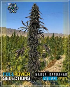 Maruf, Kandahar, Zb #4 (regular) - Indian Landrace Exchange