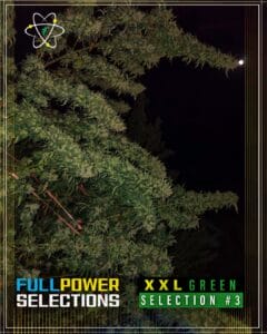 Xxl Green, Selection #3 (regular) - Indian Landrace Exchange