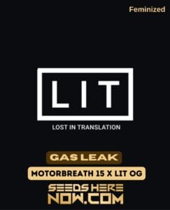 Gas Leak (Feminized) - LIT Farms
