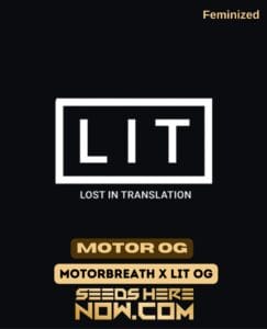 Motor Og (feminized) - Lit Farms