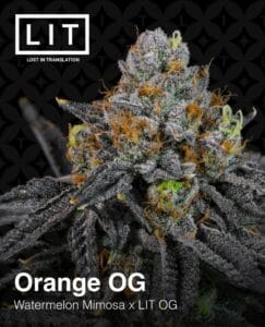Orange Og (feminized) - Lit Farms