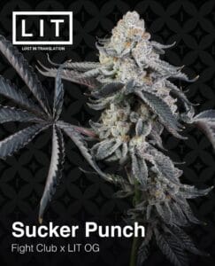 Sucker Punch (feminized) - Lit Farms