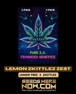 Lemon Zkittlez Zest (feminized) - Pure Xx