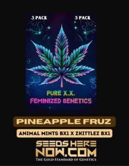 Pure XX - Pineapple Fruz {FEM}