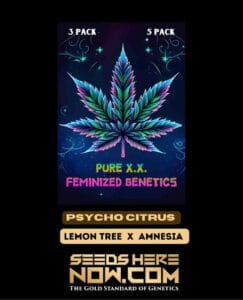 Psycho Citrus (feminized) - Pure Xx