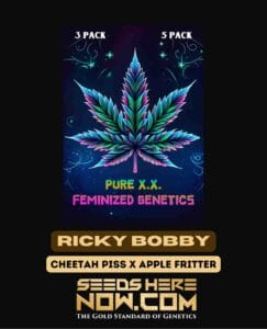 Ricky Bobby S1 (feminized) - Pure Xx