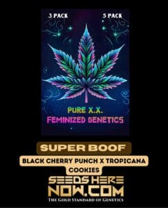 Super Boof (feminized) - Pure Xx