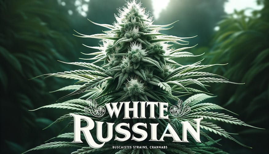 White Russian Strain Review: A Potent Blend of Classics