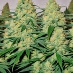 Yield Comparison of Top Feminized Cannabis Strains