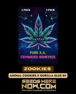 Zookies S1 (feminized) - Pure Xx