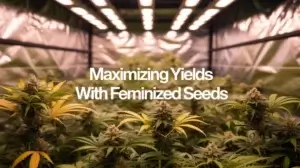 Maximizing Yield With Feminized Seeds: A Complete Guide – Maximizing yields with feminized seeds