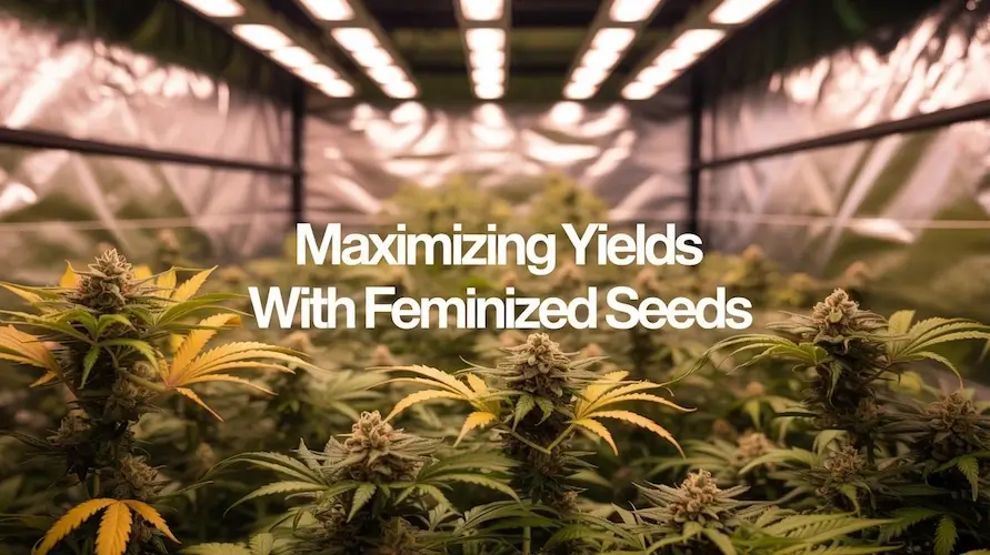 Maximizing yields with feminized seeds