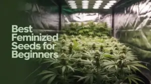 Best Feminized Seeds For Beginners: Easy(Space)To(Space)Grow Strains – Best feminized seeds for beginners