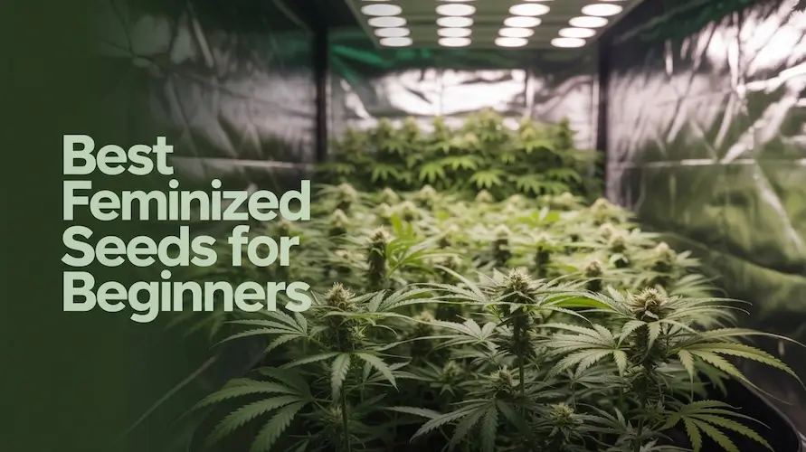Best feminized seeds for beginners