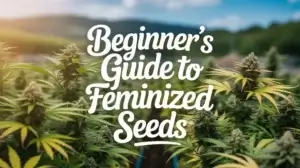 Beginner's Guide to Feminized Seeds