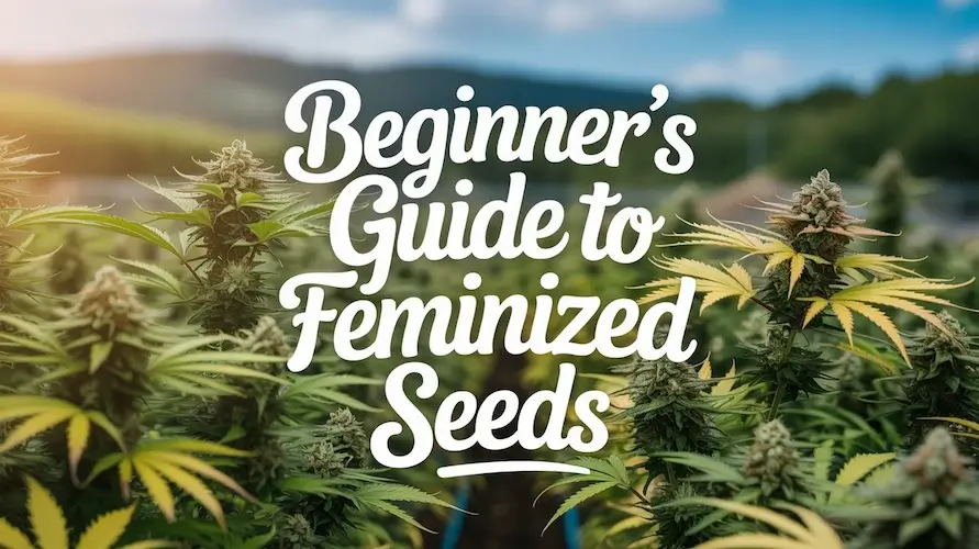 Beginner's Guide to Feminized Seeds