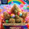 Rainbow Sherbet #11 x Candy Rain (Feminized) (space) Pure XX