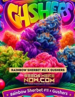 Pure XX - Rainbow Sherbet #11 x Gushers {FEM}