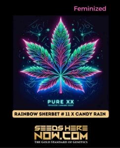 Rainbow Sherbet #11 X Candy Rain (feminized) - Pure Xx