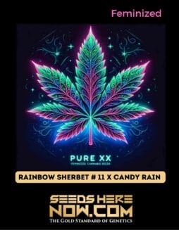 Pure XX - Rainbow Sherbet #11 x Candy Rain {FEM}
