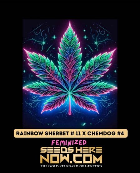 Rainbow Sherbet #11 x Chemdog #4 (Feminized) (space) Pure XX