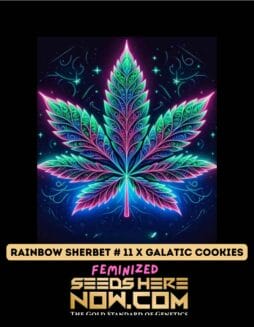 Pure XX - Rainbow Sherbet #11 x Galactic Cookies {FEM}