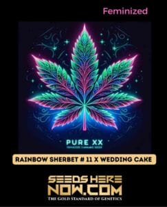 Rainbow Sherbet #11 X Wedding Cake (feminized) - Pure Xx