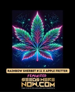 Rainbow Sherbet #11 X Apple Fritter (feminized) - Pure Xx