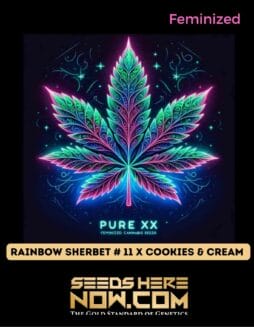 Pure XX - Rainbow Sherbet #11 x Cookies & Cream {FEM}