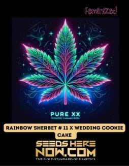 Pure XX - Rainbow Sherbet #11 x Wedding Cookie Cake {FEM}