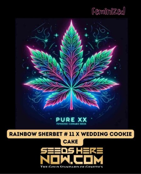 Pure Xx - Rainbow Sherbet #11 X Wedding Cookie Cake