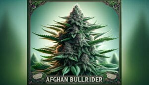 Afghan Bullrider Strain Review: A Ride Of Relaxation – Afghan Bullrider Strain Review: A Ride of Relaxation