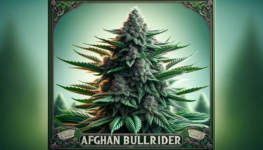 Afghan Bullrider Strain Review: A Ride of Relaxation