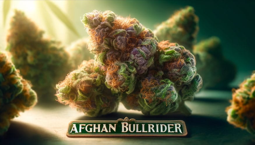 Afghan Bullrider Strain
