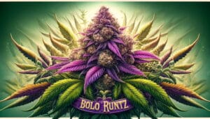 Bolo Runtz Strain Review: Everything You Need To Know – Bolo Runtz Strain Review: Everything You Need To Know