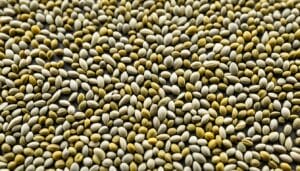Guide to Collecting and Trading Feminized Seeds