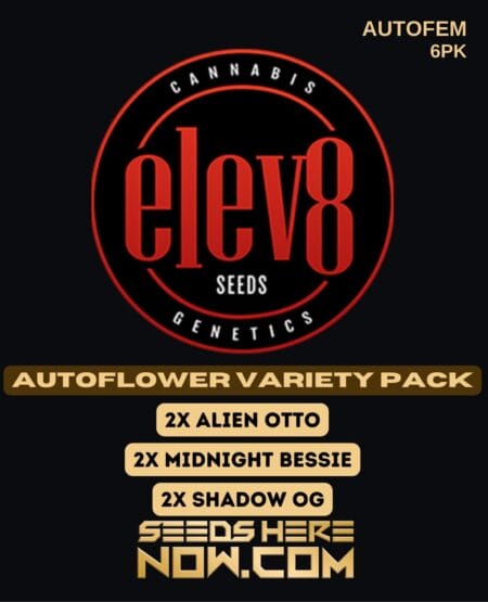 Elev8 Seeds - Autoflower Variety Pack Autofem 6pk