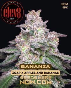 Bananza (feminized) - Elev8 Seeds