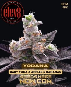 Yodana (feminized) - Elev8 Seeds