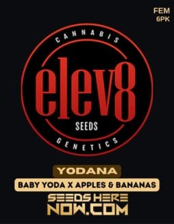 Elev8 Seeds - Yodana {FEM} [6pk]Elev8 Seeds - Yodana {fem} [6pk]