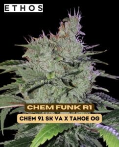 Chem Funk R1 (Feminized) - Ethos Genetics