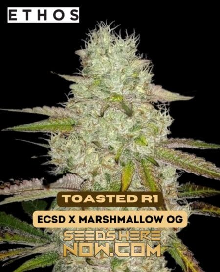 Ethos Genetics - Toasted R1 {fem}