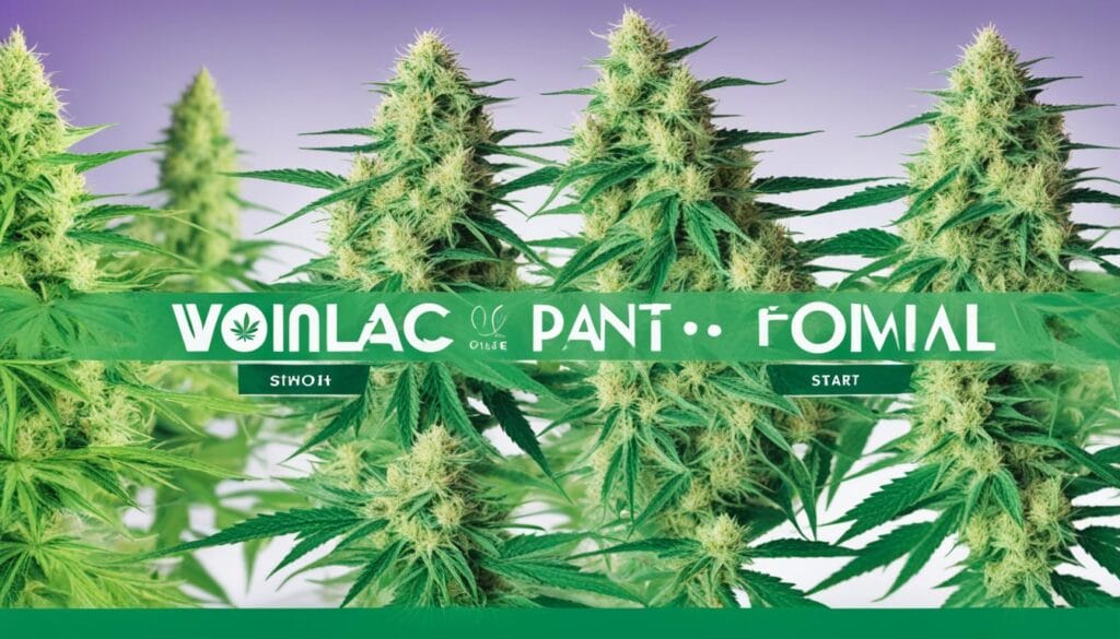 Unveiling the Evolution of Feminized Cannabis Genetics
