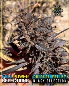 Chitral valley, black selection (regular) - indian landrace exchange