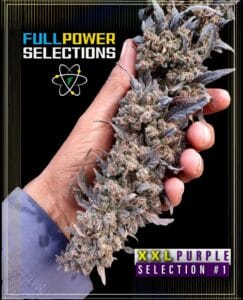 XXL Purple, Selection #1 (Regular) - Indian Landrace Exchange