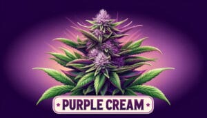 Purple Cream Strain Review: A Masterful Hybrid – Purple Cream Strain Review: A Masterful Hybrid