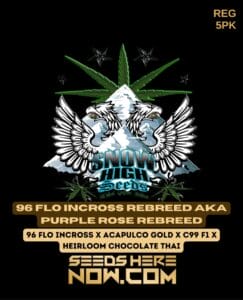 96 Flo Incross Rebreed aka Purple Rose Rebreed (Regular) - Snow High Seeds