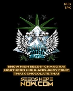 Chang Rai Northern Highland Juicy Fruit Thai x Chocolate Thai (Regular) (space) Snow High Seeds
